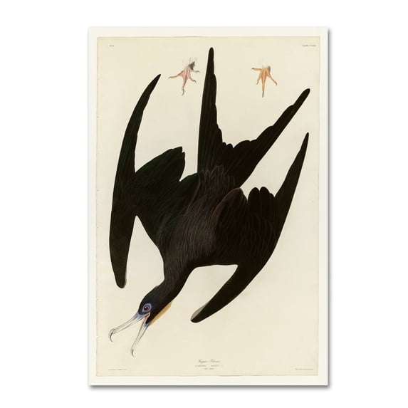 Audubon 'Frigate Pelicanplate 271' Canvas Art