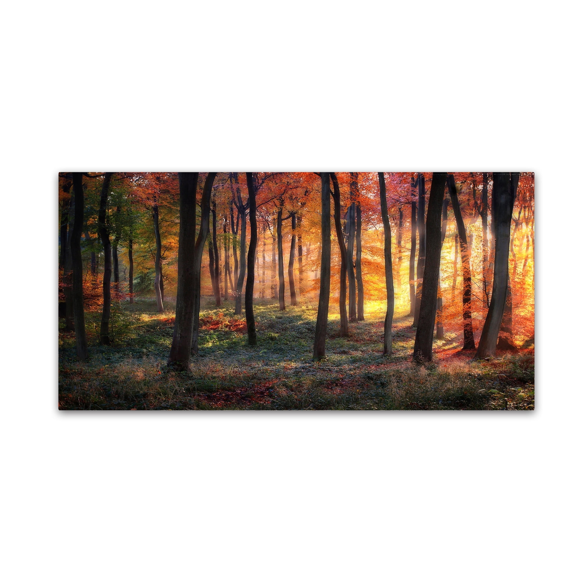 Photokes 'Autumn Woodland Sunrise' Canvas Art