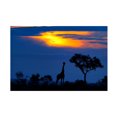 thumbnail image 1 of Mario Moreno 'A Giraffe At Sunset' Canvas Art, 1 of 4