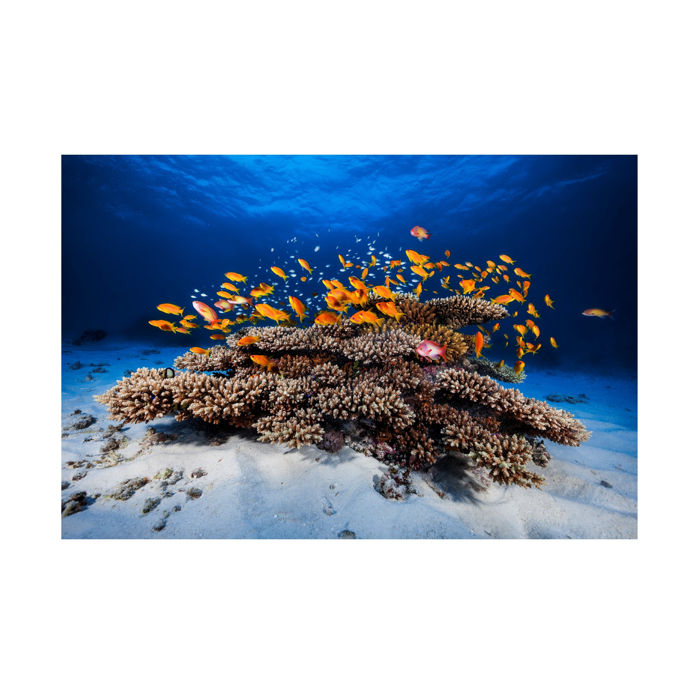 Barathieu Gabriel 'Marine Life' Canvas Art