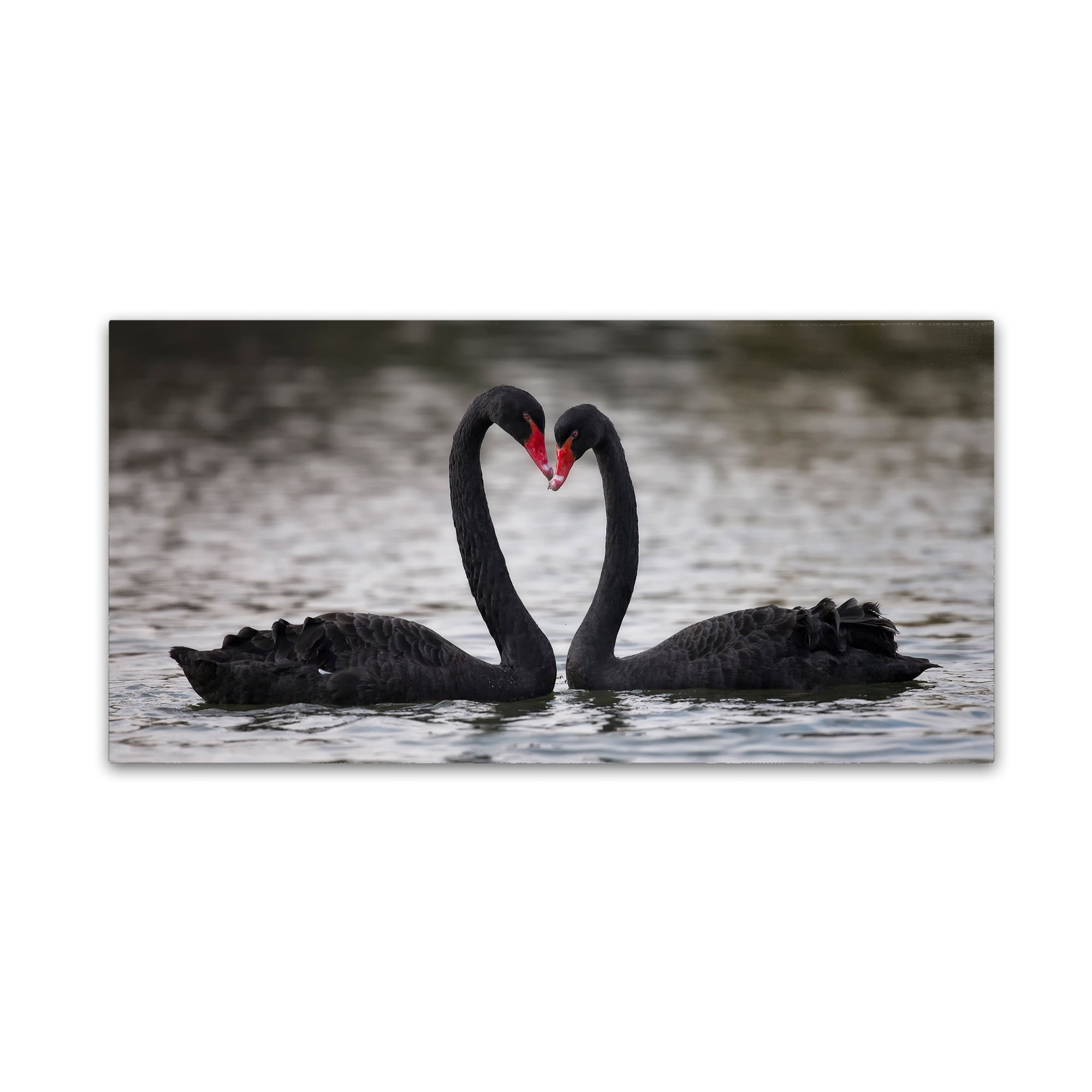 C.S. Tjandra 'In Love' Black Swan Canvas Art