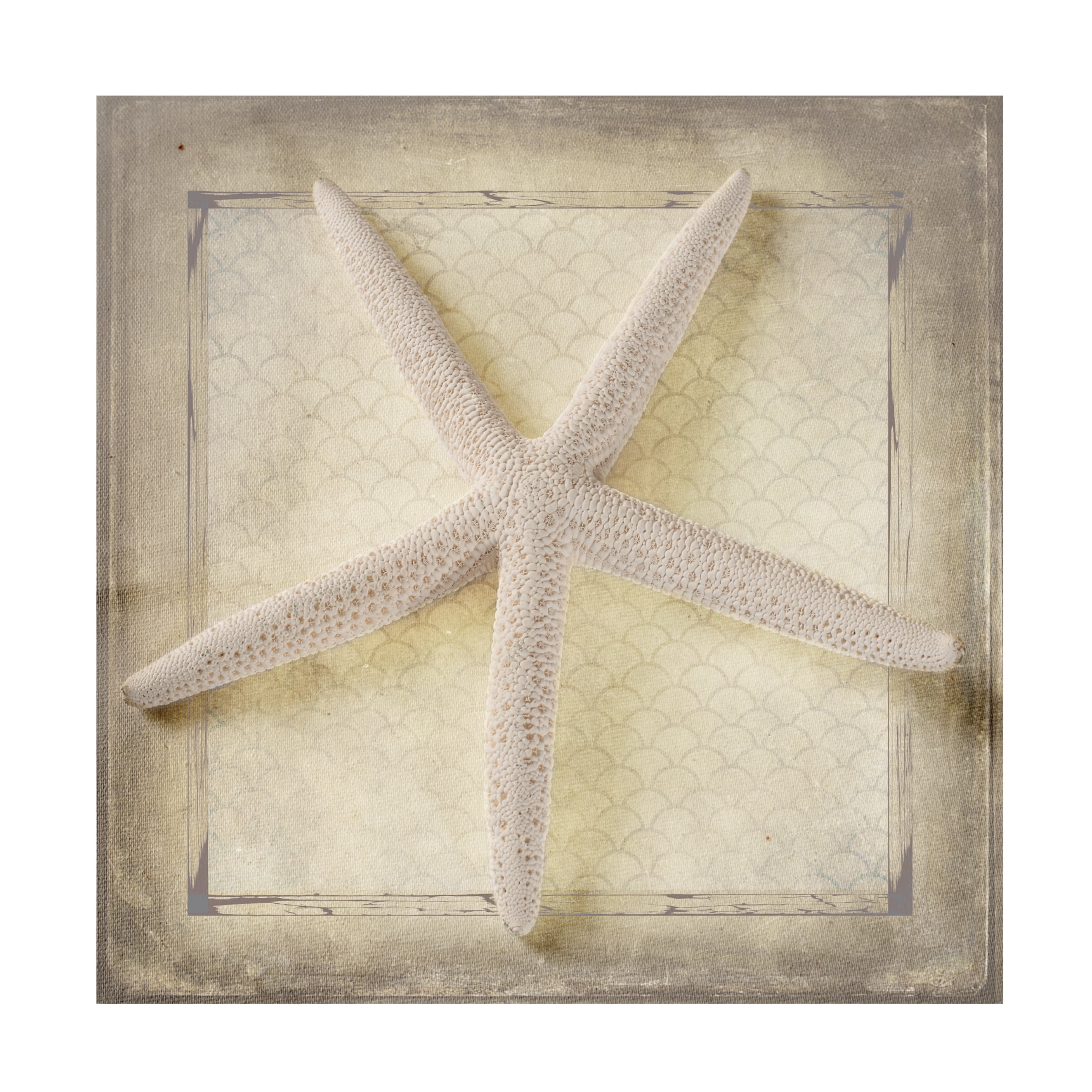 LightBoxJournal 'Starfish' Canvas Art