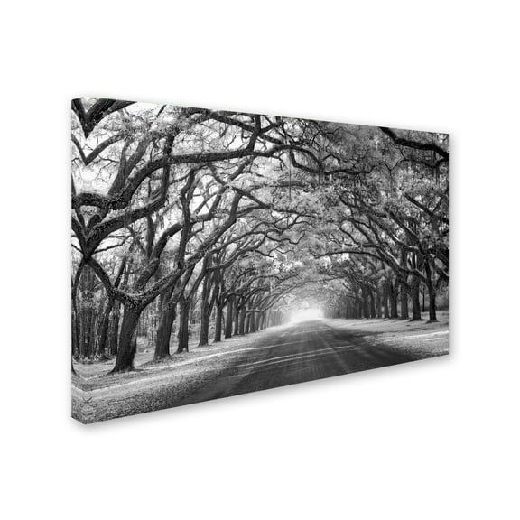 Mike Jones Photo 'Wormsloe Inf Light' Canvas Art