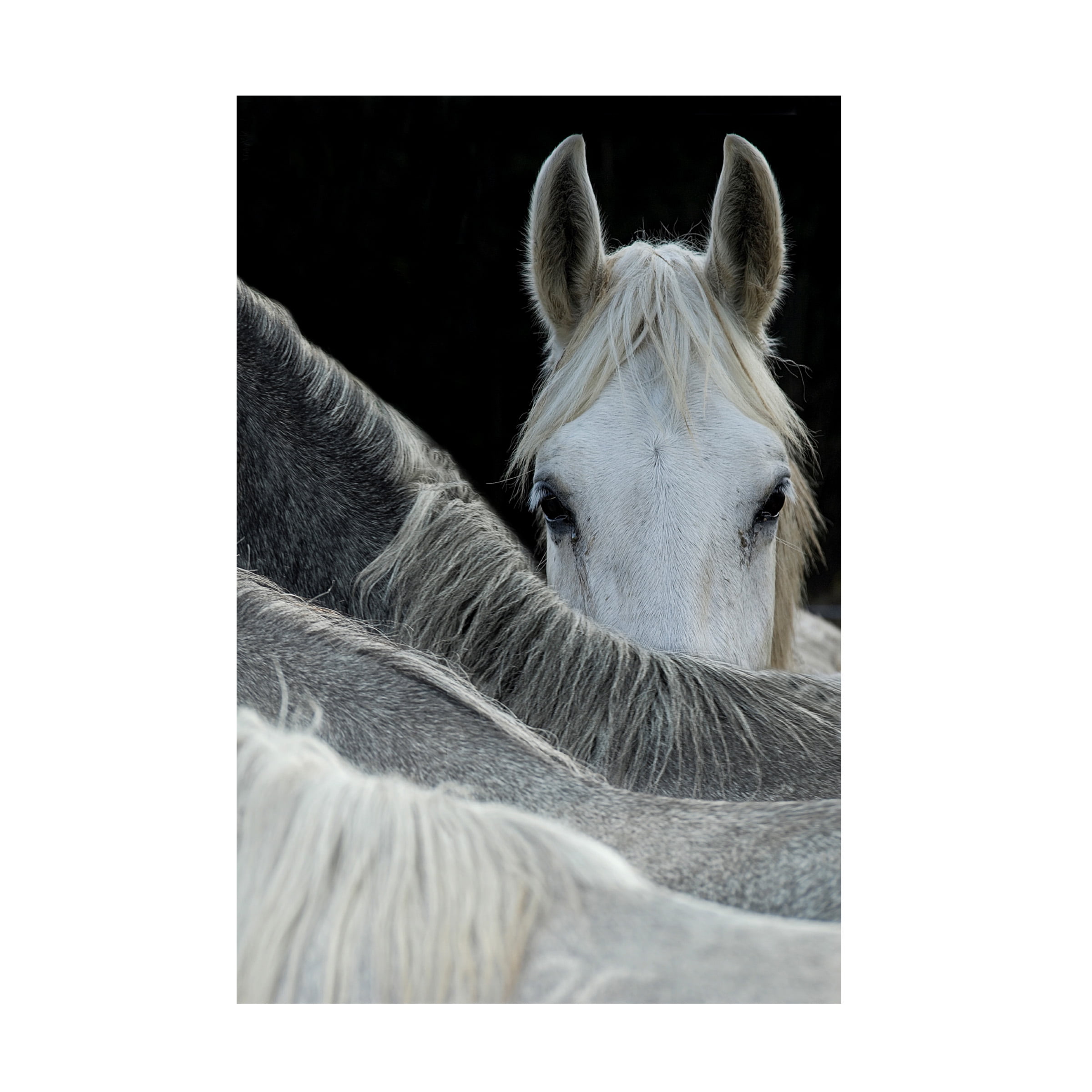 Milan Malovrh 'Look' Canvas Art