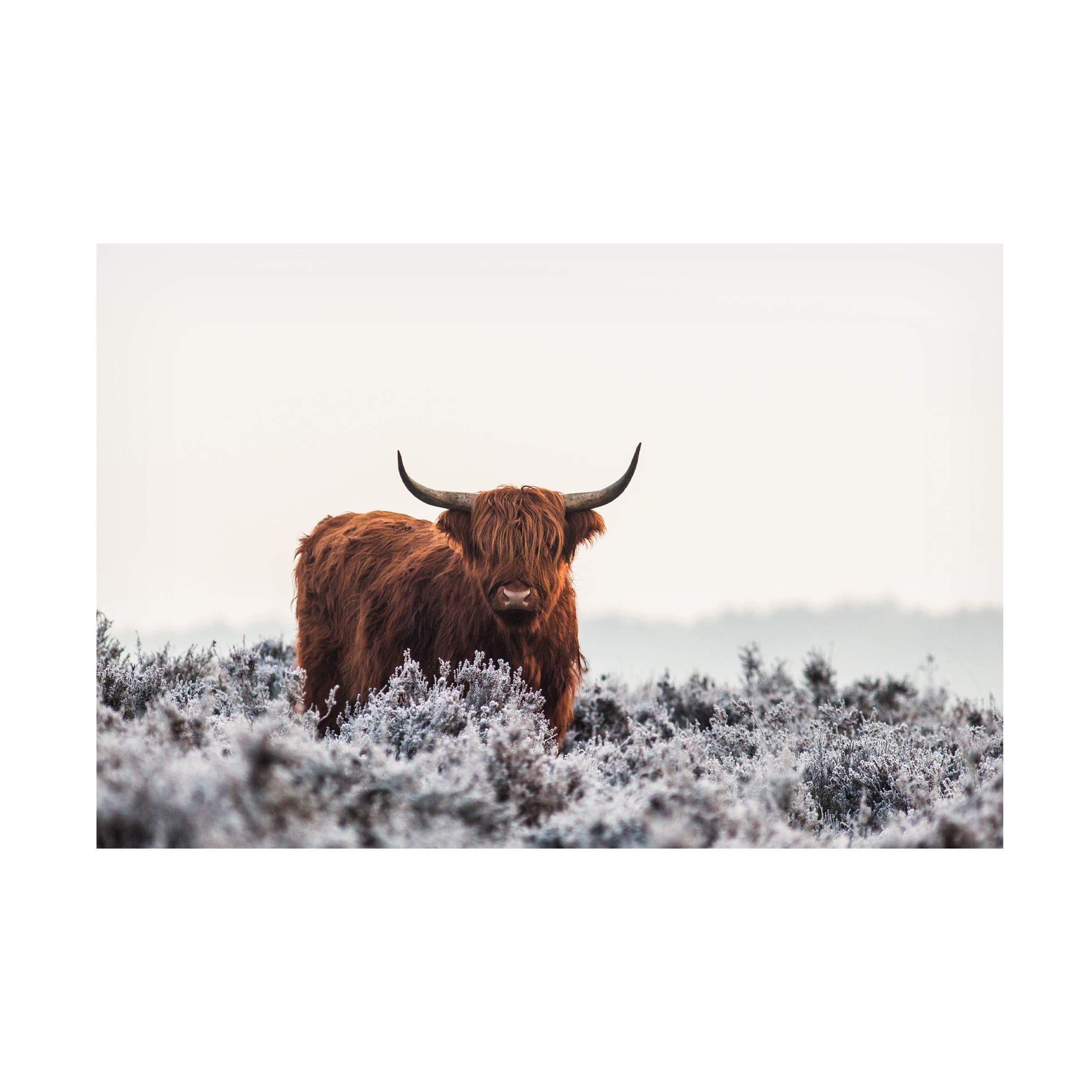 Jaap van den 'Highlander' Canvas Art