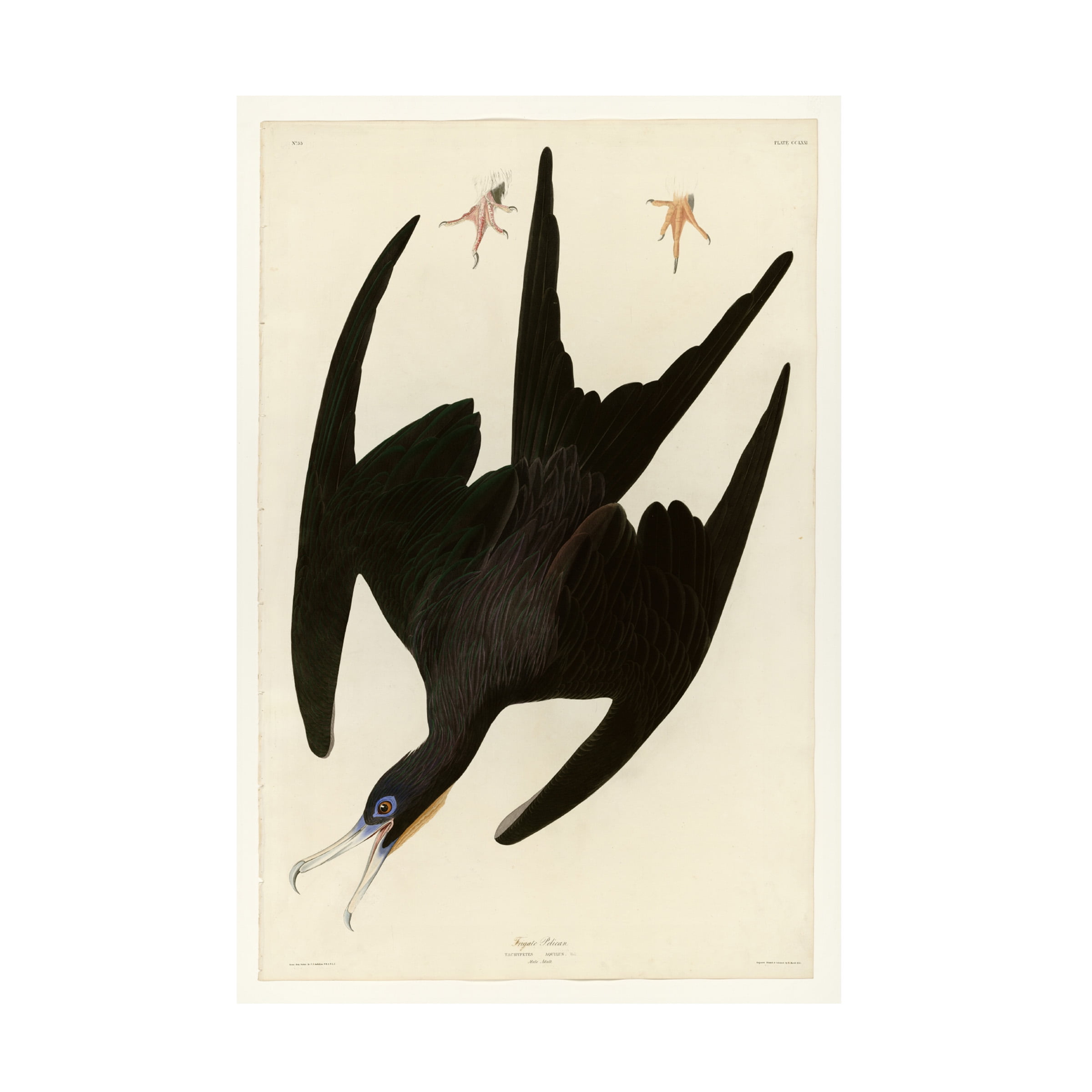 Audubon 'Frigate Pelicanplate 271' Canvas Art