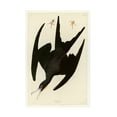 thumbnail image 1 of Audubon 'Frigate Pelicanplate 271' Canvas Art, 1 of 4