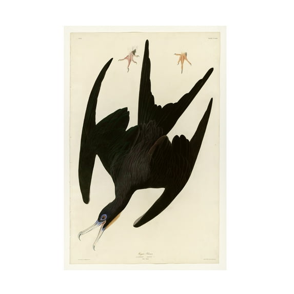 Audubon 'Frigate Pelicanplate 271' Canvas Art