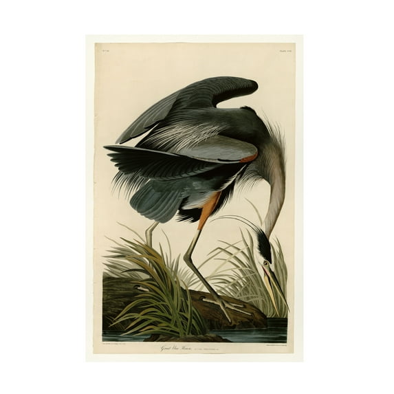 John James Audubon 'Great Blue Heron' Canvas Art