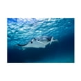 thumbnail image 1 of Trademark Fine Art Barathieu Gabriel Manta Ray Canvas Wall Art - 16x24, 1 of 5