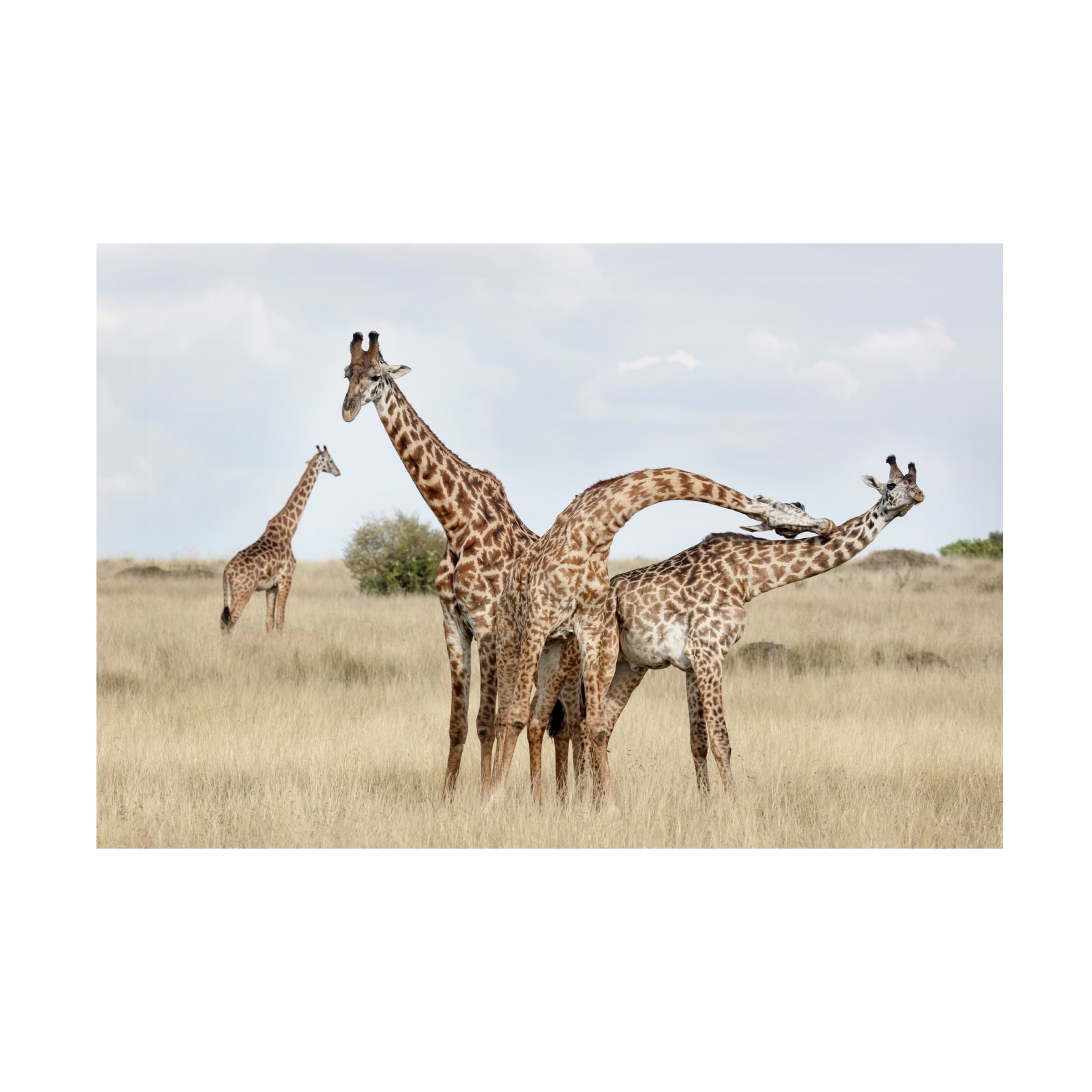 Linda D Lester 'Giraffes Necking' Canvas Art