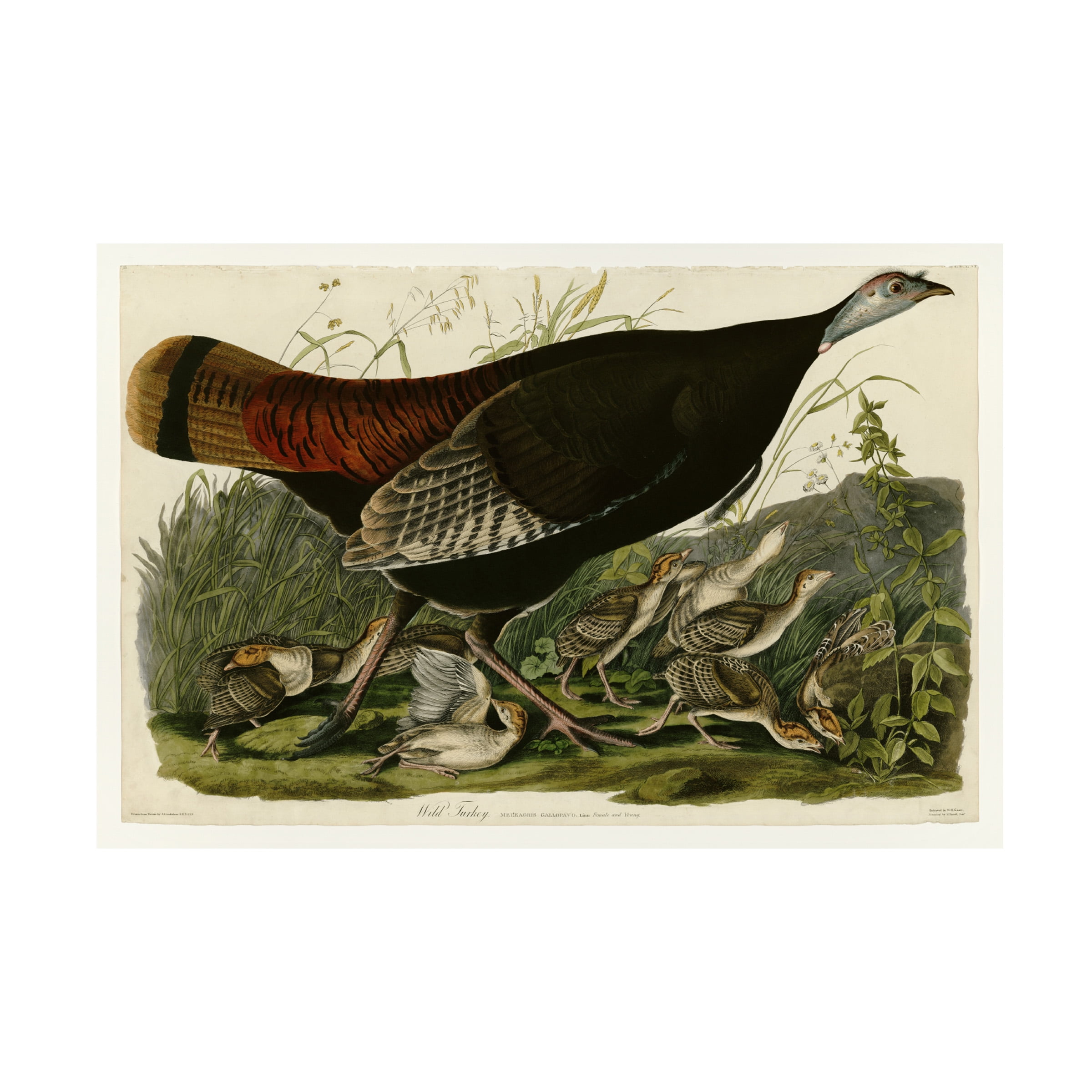 Audubon 'Wild Turkeyplate 6' Canvas Art