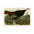 thumbnail image 1 of Audubon 'Wild Turkeyplate 6' Canvas Art, 1 of 4