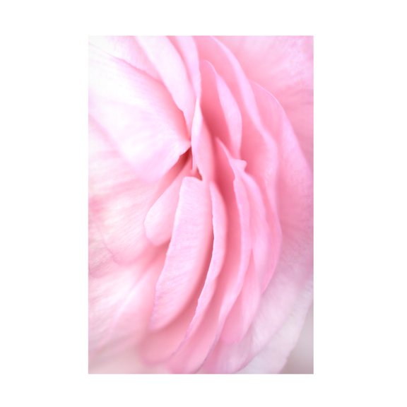 Rosana Laiz Blursbyai 'Soft pink petals' Canvas Art