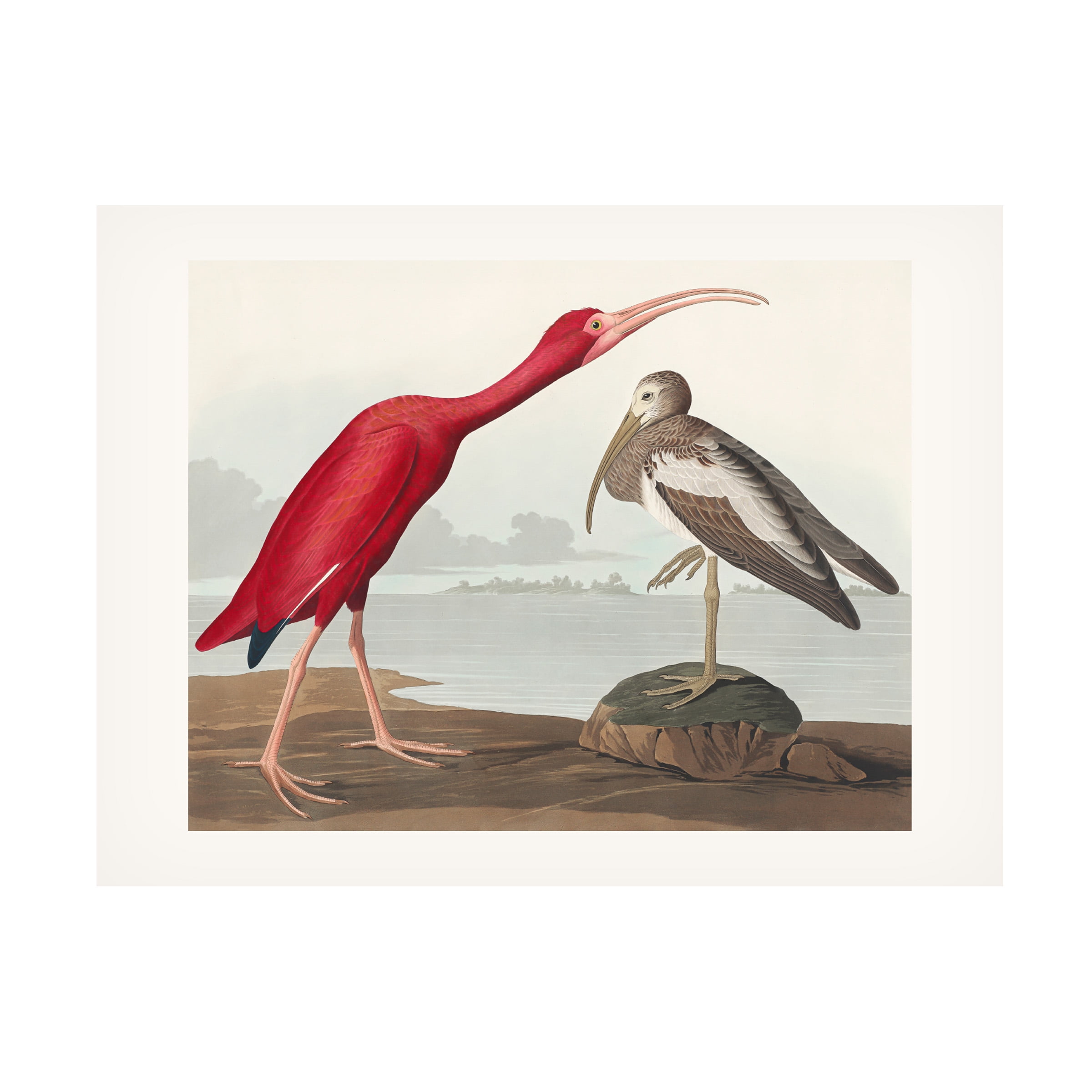 Pictufy 'Scarlet Ibis From Birds of America 1827' Canvas Art