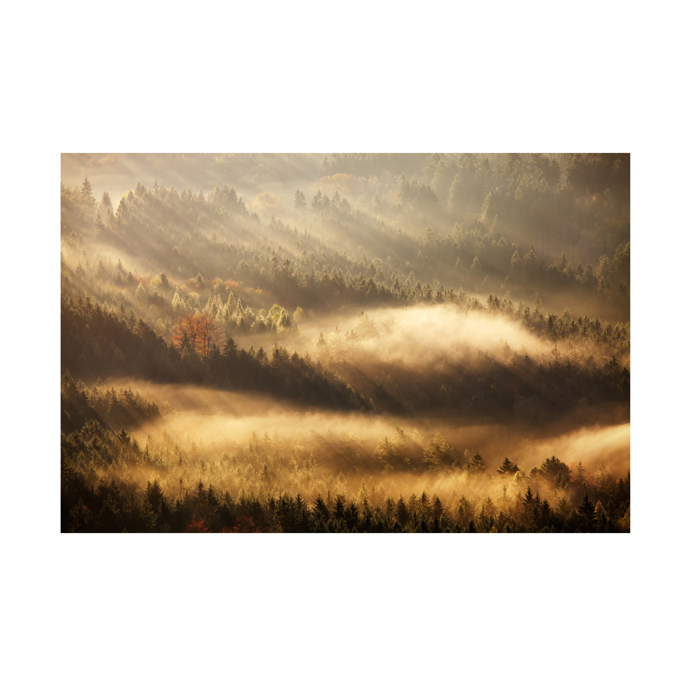 Martin Rak 'Autumn Rays' Canvas Art