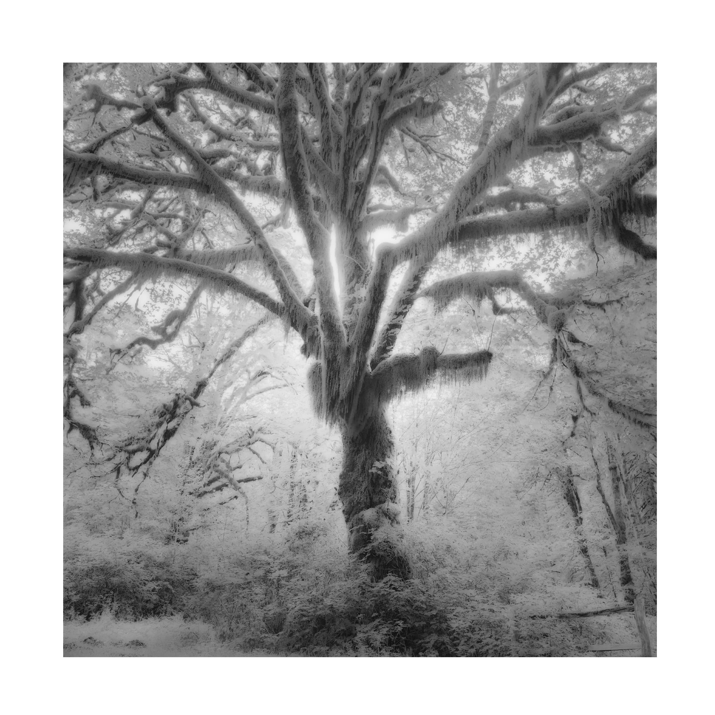 Moises Levy 'Lightning Tree II' Canvas Art