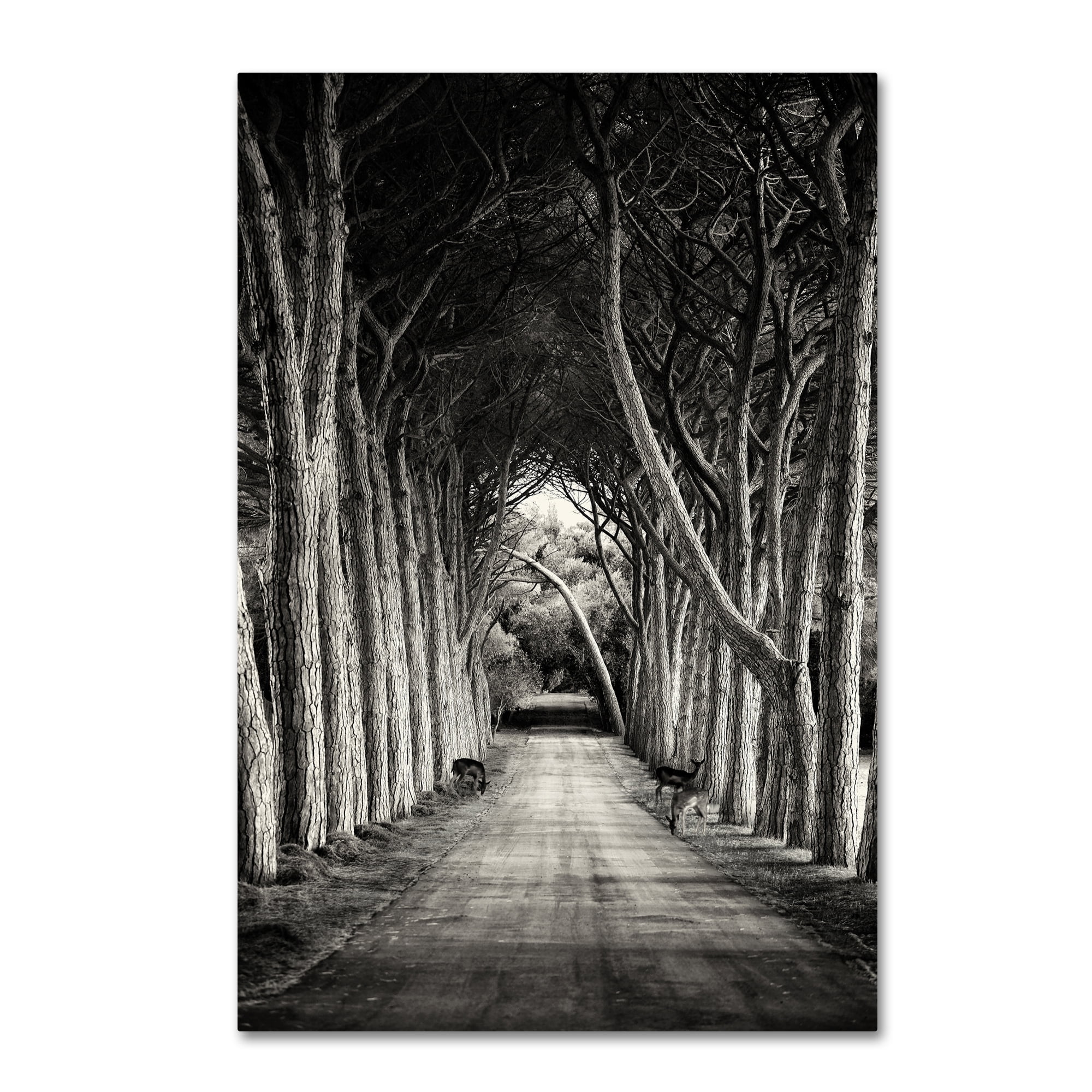 Sandra 'Path' Canvas Art
