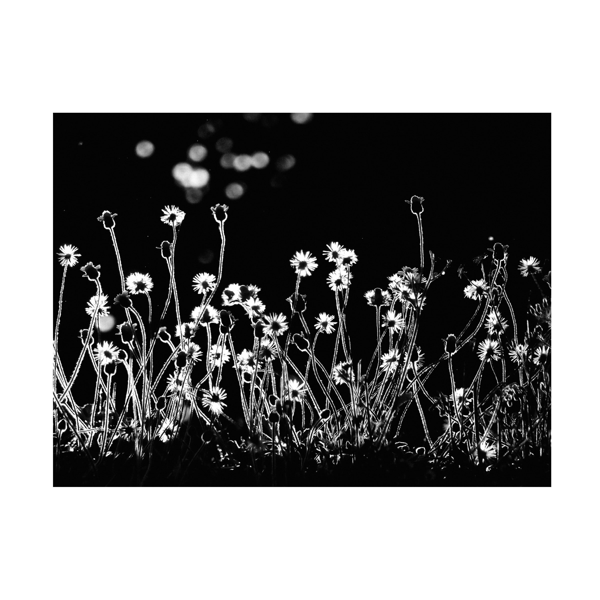 Kahar Lagaa 'The Little Flowers' Canvas Art