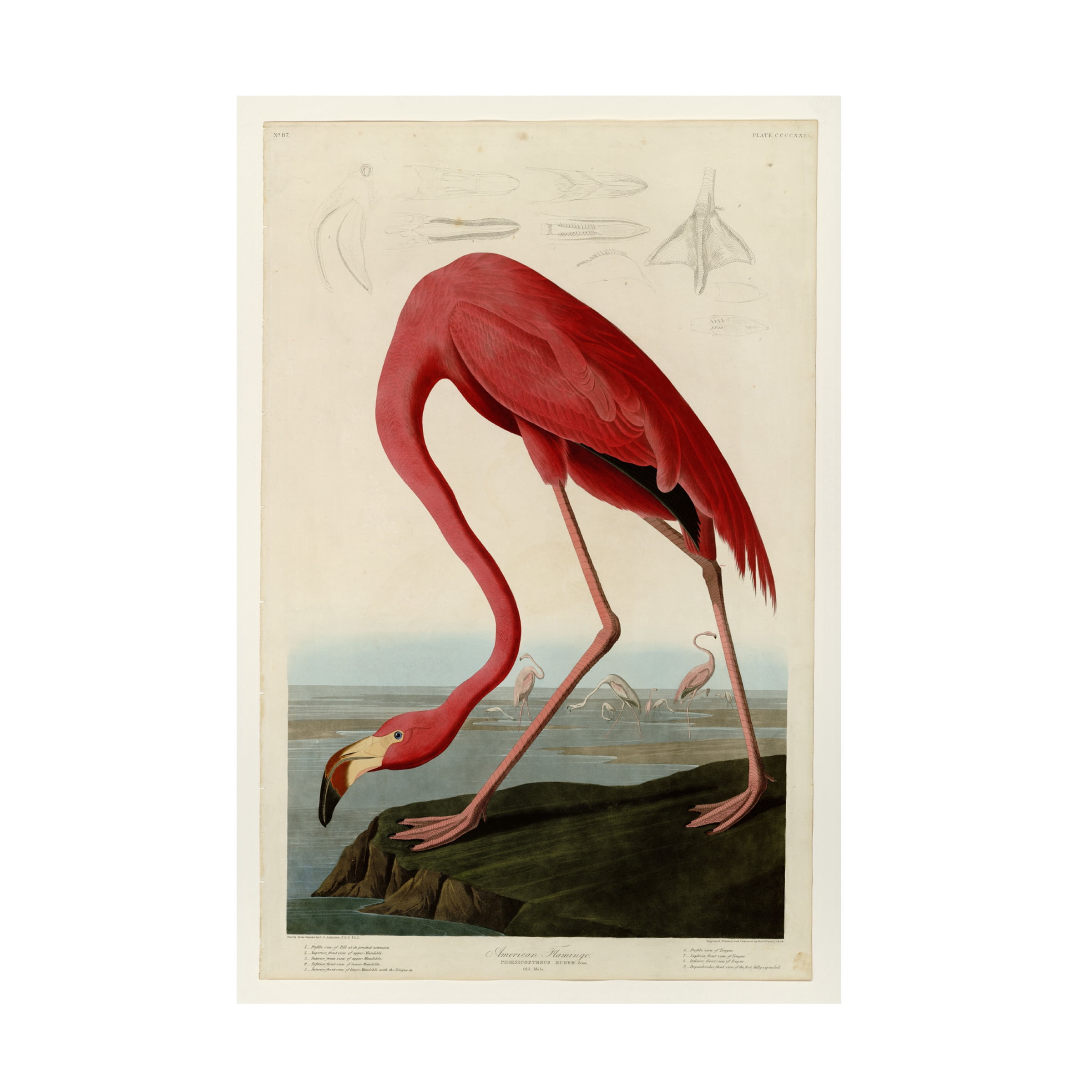 Trademark Fine Art John James Audubon Starry Night Canvas Wall Art - 22x32