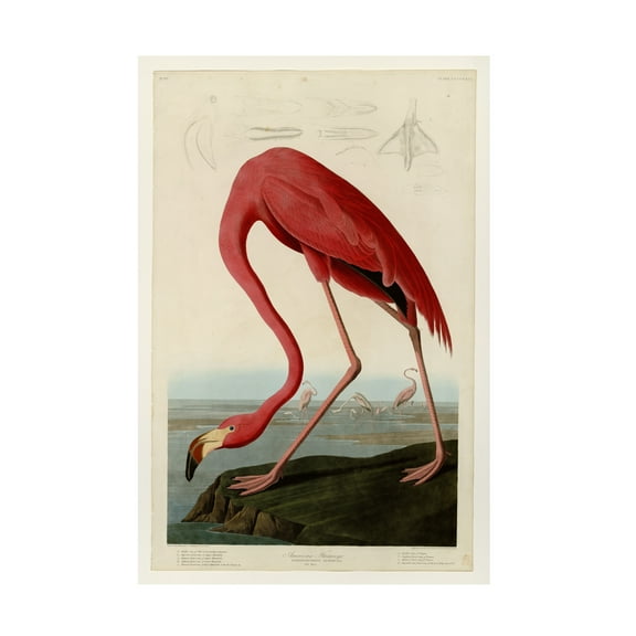 Trademark Fine Art John James Audubon Starry Night Canvas Wall Art - 22x32