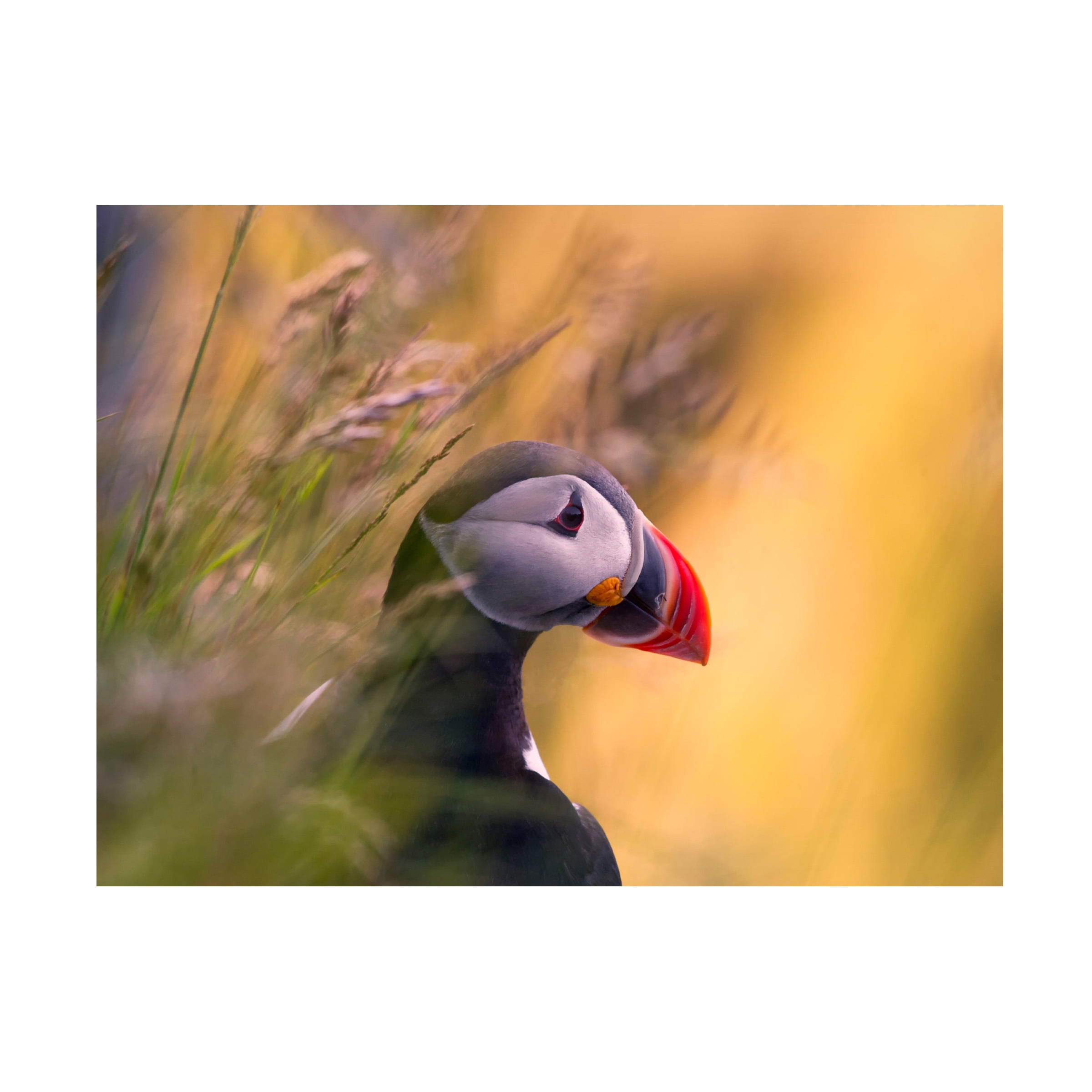 Bjorn A Hveding 'Resting Puffin' Canvas Art
