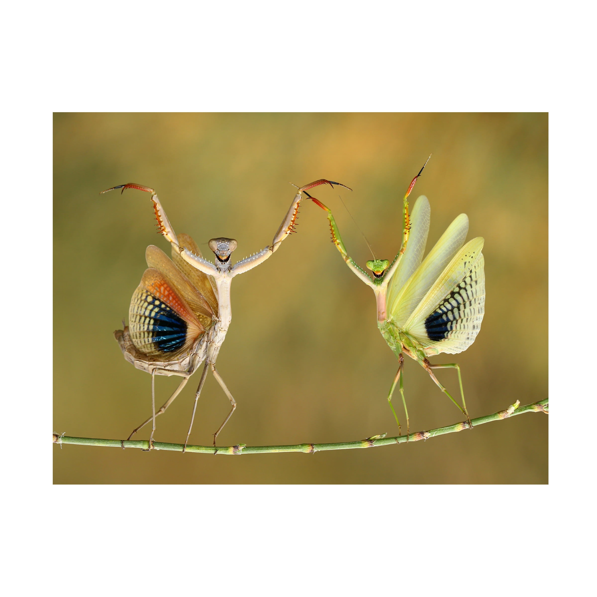 Hasan Baglar 'Show Time' Canvas Art