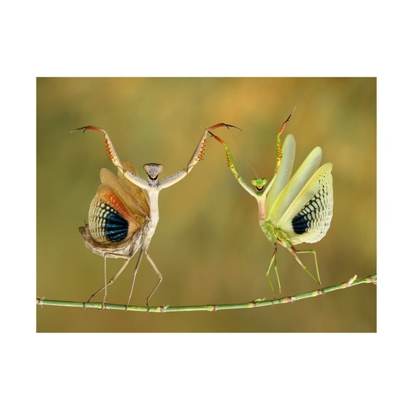 Hasan Baglar 'Show Time' Canvas Art