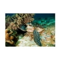 thumbnail image 1 of Ilan Ben Tov 'Sea Turtle' Canvas Art, 1 of 4