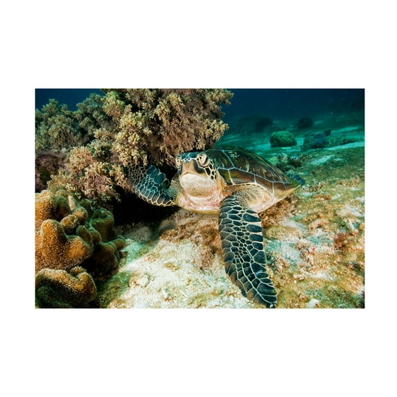 Ilan Ben Tov 'Sea Turtle' Canvas Art