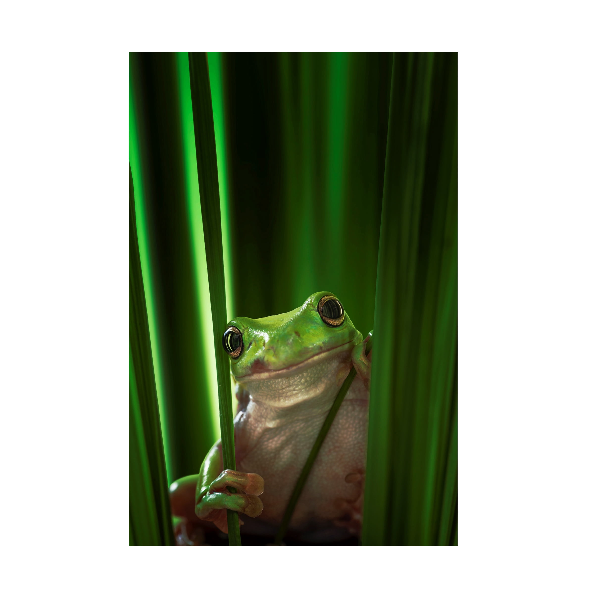 Ahmad Gafuri 'Green Frog' Canvas Art