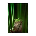 thumbnail image 1 of Ahmad Gafuri 'Green Frog' Canvas Art, 1 of 4