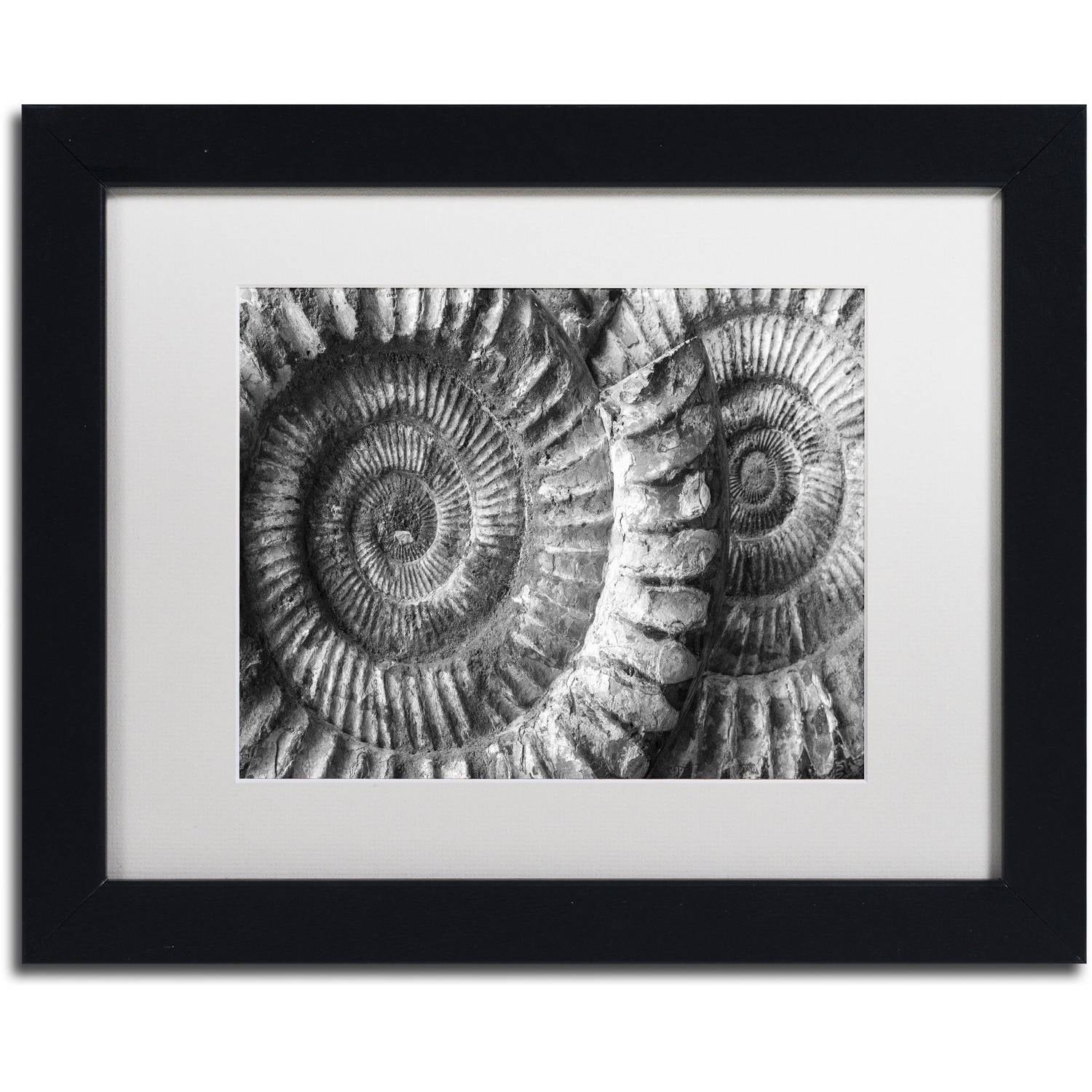 Moises Levy 'Amonita 3' Matted Framed Art