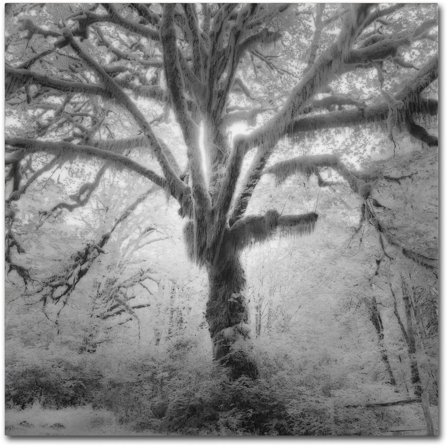 Moises Levy 'Lightning Tree II' Canvas Art
