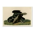 thumbnail image 1 of Audubon 'Black Vultureplate 106' Canvas Art, 1 of 3
