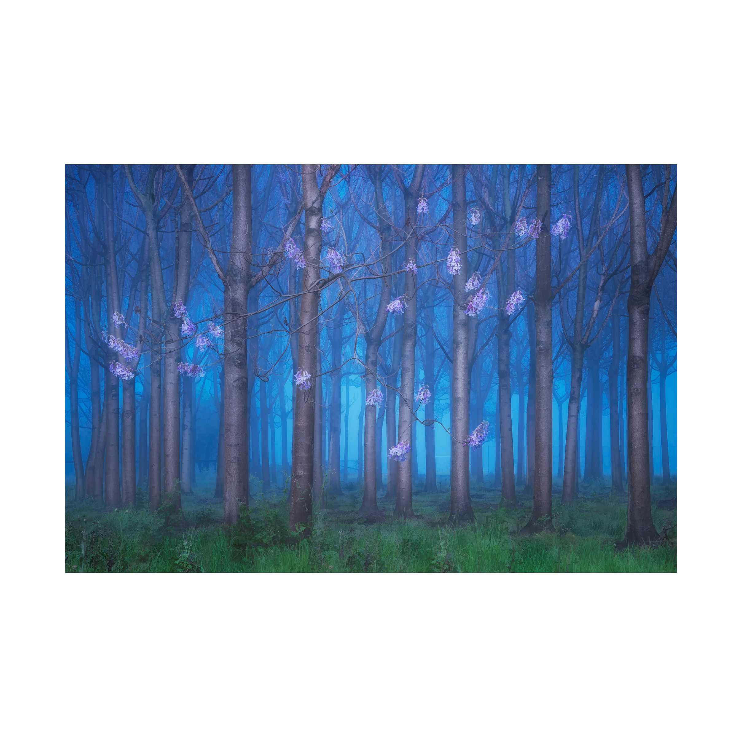 Jingshu Zhu 'Fairyland' Canvas Art