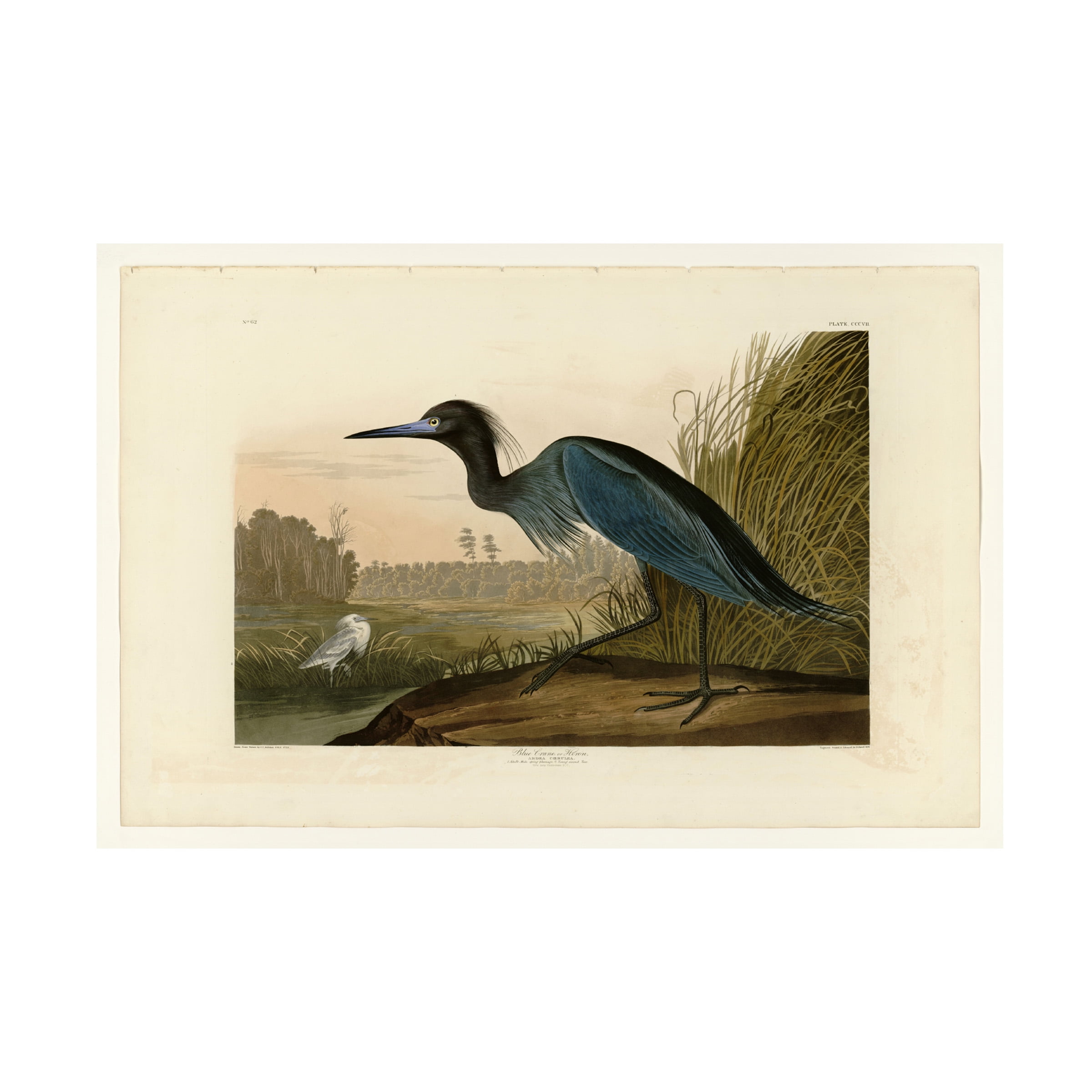 John James Audubon 'Blue Crane or Heron' Canvas Art