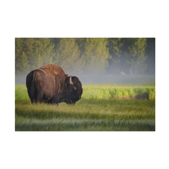 Sandipan Biswas 'Bison In Morning Light' Canvas Art