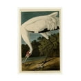 thumbnail image 1 of John James Audubon 'Whooping Crane' Canvas Art, 1 of 4