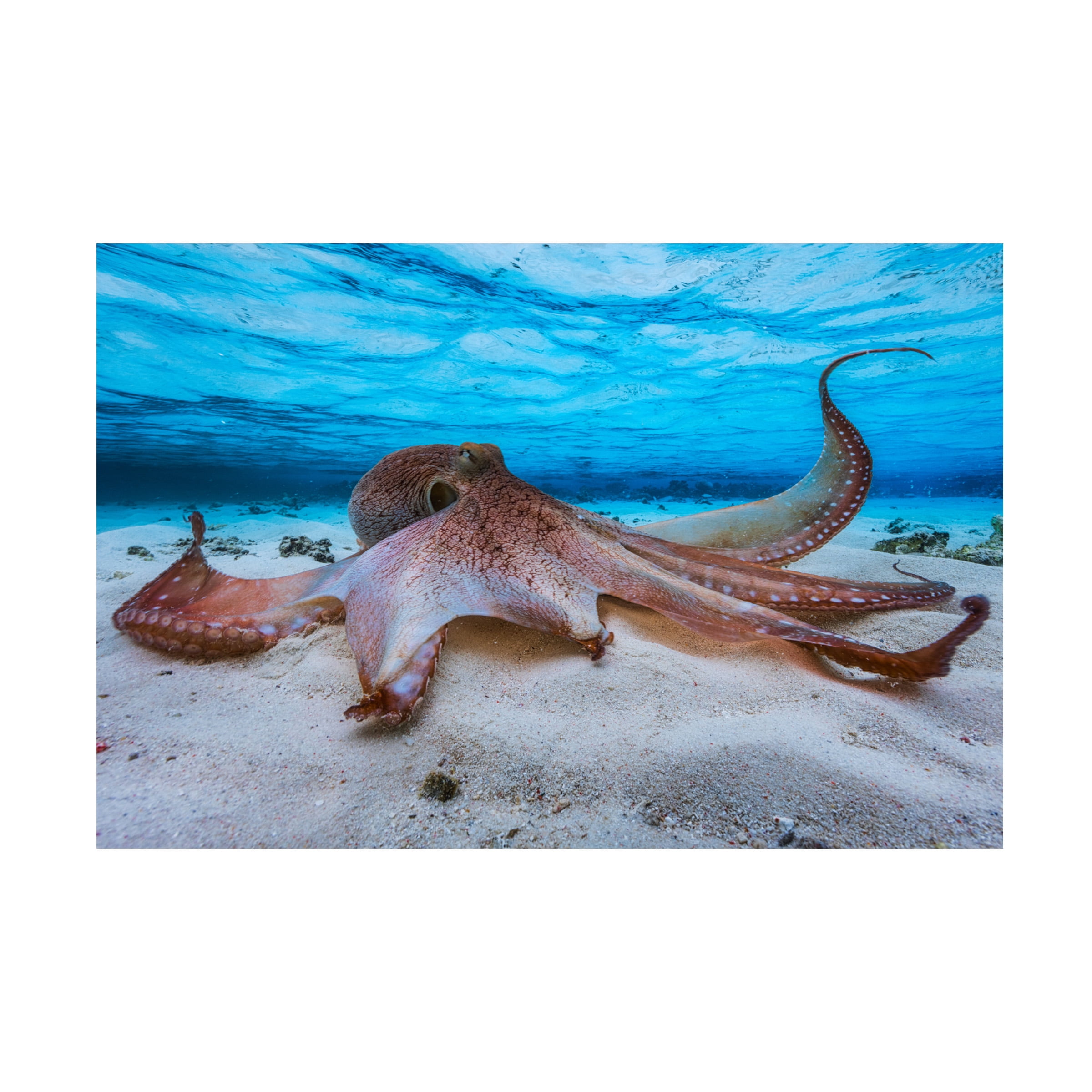 Barathieu Gabriel 'Octopus' Canvas Art