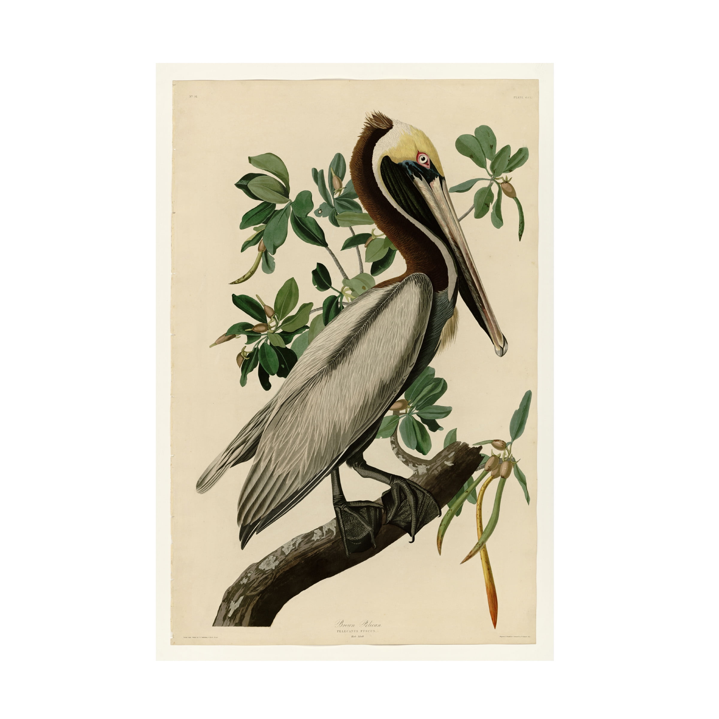 Audubon 'Brown Pelicanplate 251' Canvas Art
