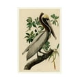 thumbnail image 1 of Audubon 'Brown Pelicanplate 251' Canvas Art, 1 of 4