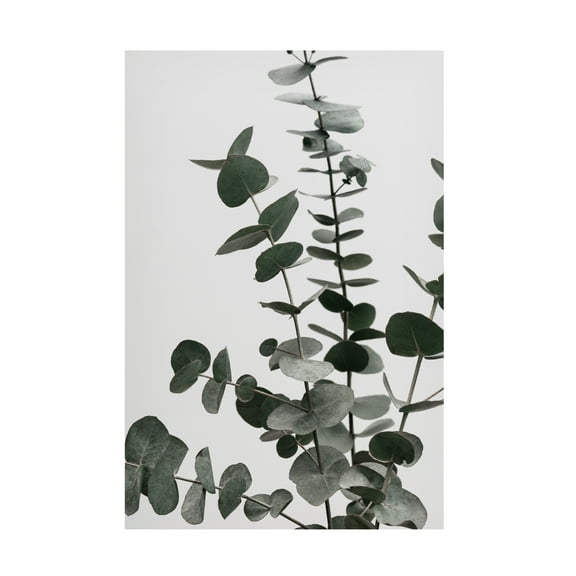 1X Studio Iii 'Eucalyptus Natural 07' Canvas Art