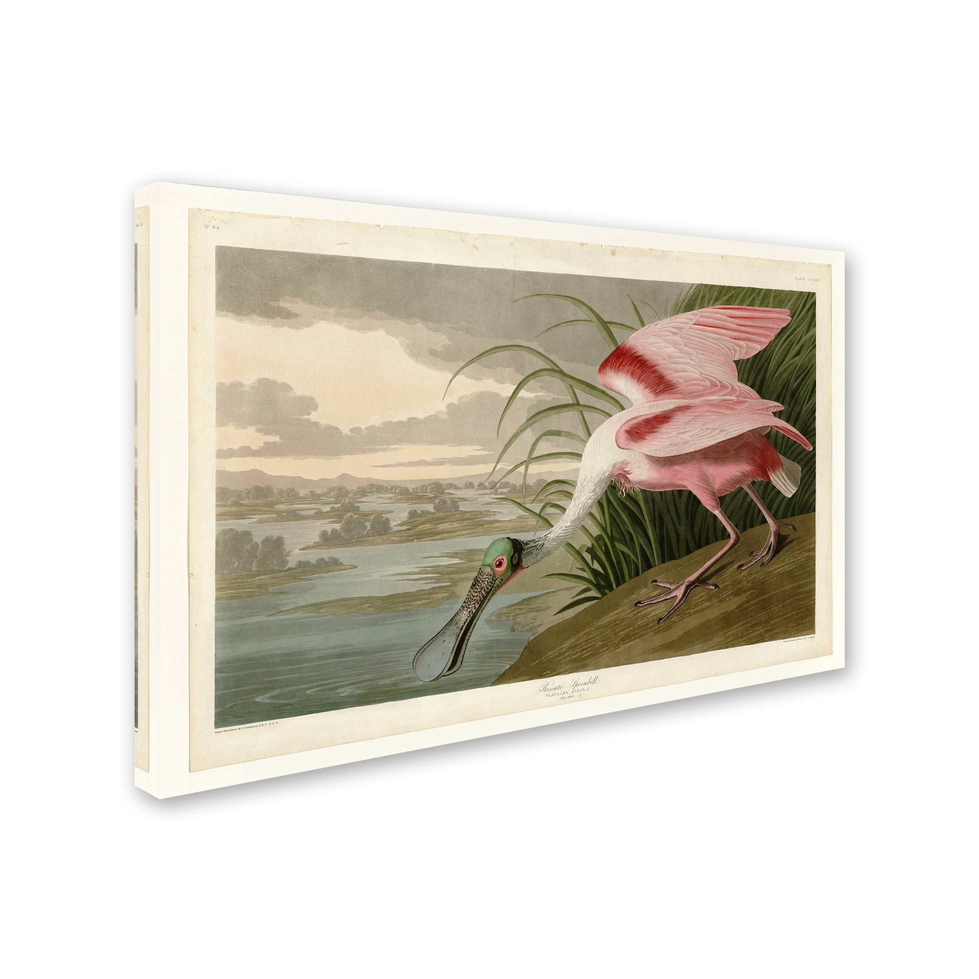 John James Audubon Roseate Spoonbill Pink Canvas Art 16'' x 24''