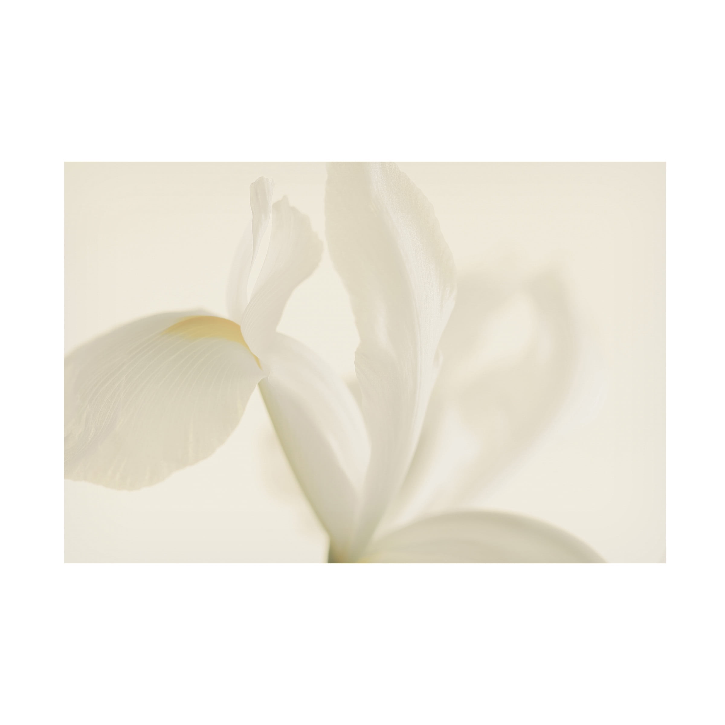 Alyson Fennell 'White Iris Flower Close Up' Canvas Art