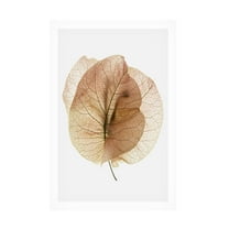 Shot by Clint 'Bougainvillea Study No7' Canvas Art