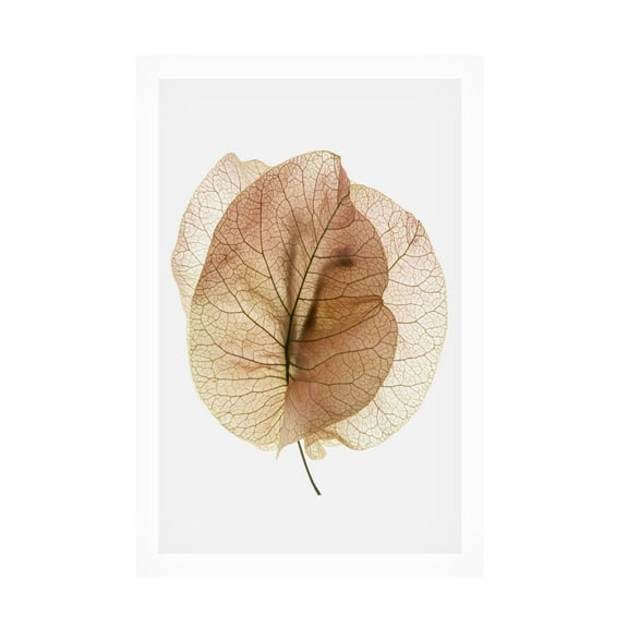 Shot by Clint 'Bougainvillea Study No7' Canvas Art