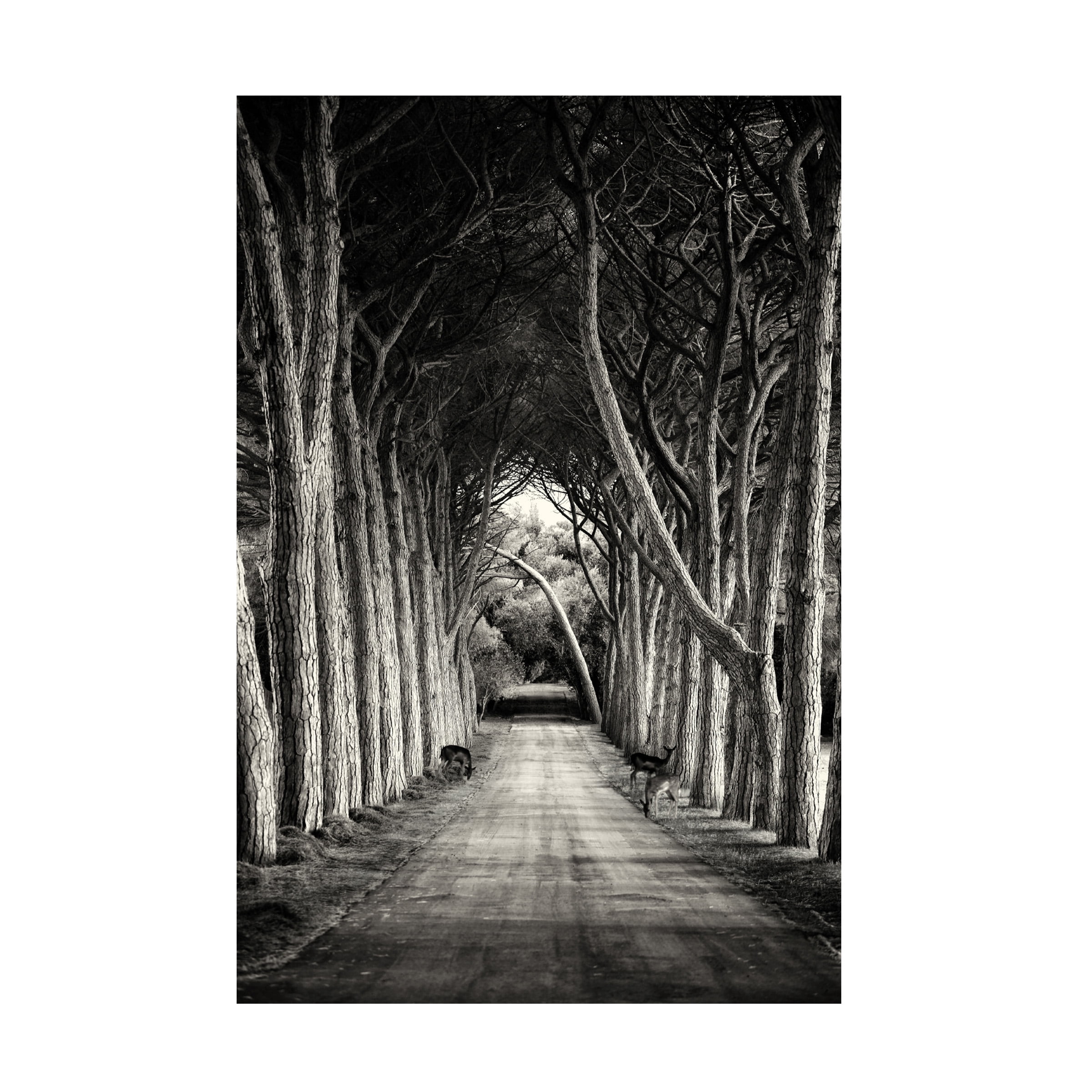 Sandra 'Path' Canvas Art
