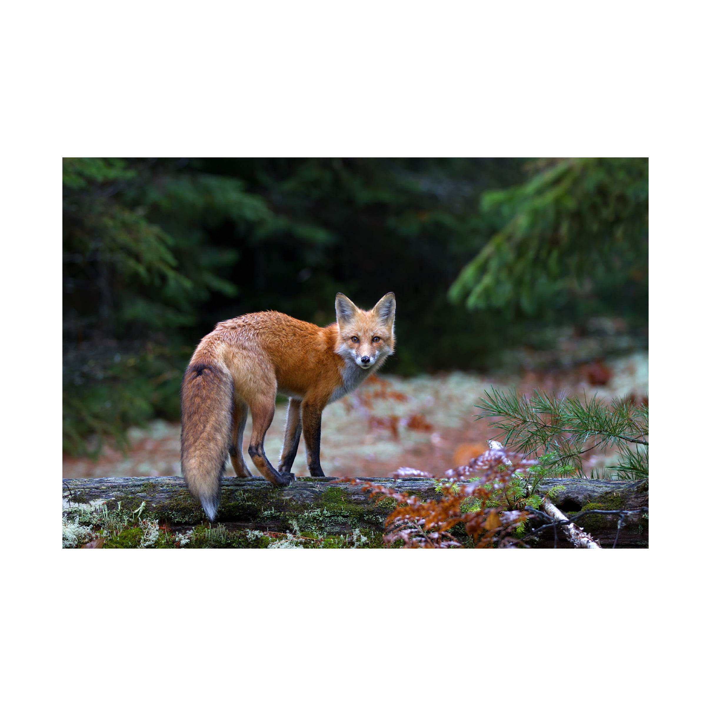 Jim Cumming 'Red Fox In Algonquin Park' Canvas Art