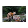 thumbnail image 1 of Jim Cumming 'Red Fox In Algonquin Park' Canvas Art, 1 of 4